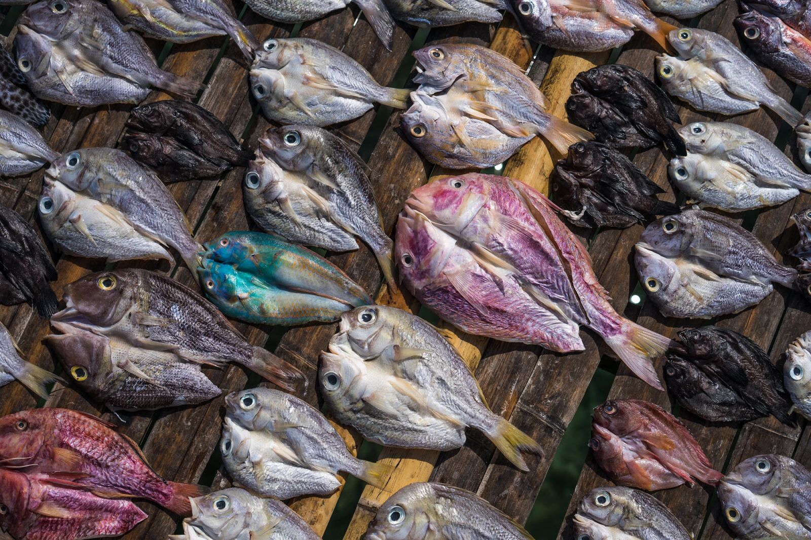 Sony a7 sample photo. Salted fish, dried fish photography