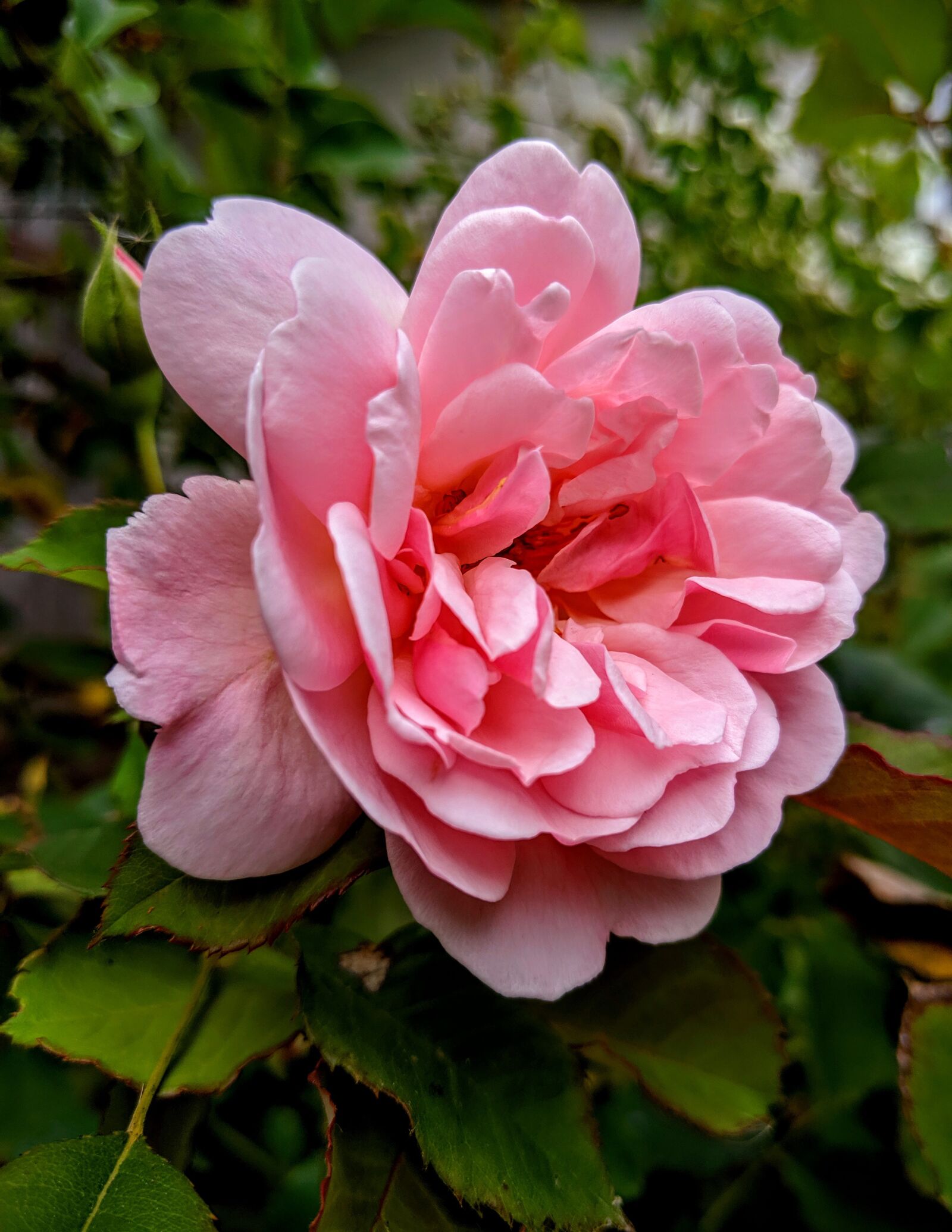 Google Pixel 3 XL sample photo. Rose, pink, flower photography