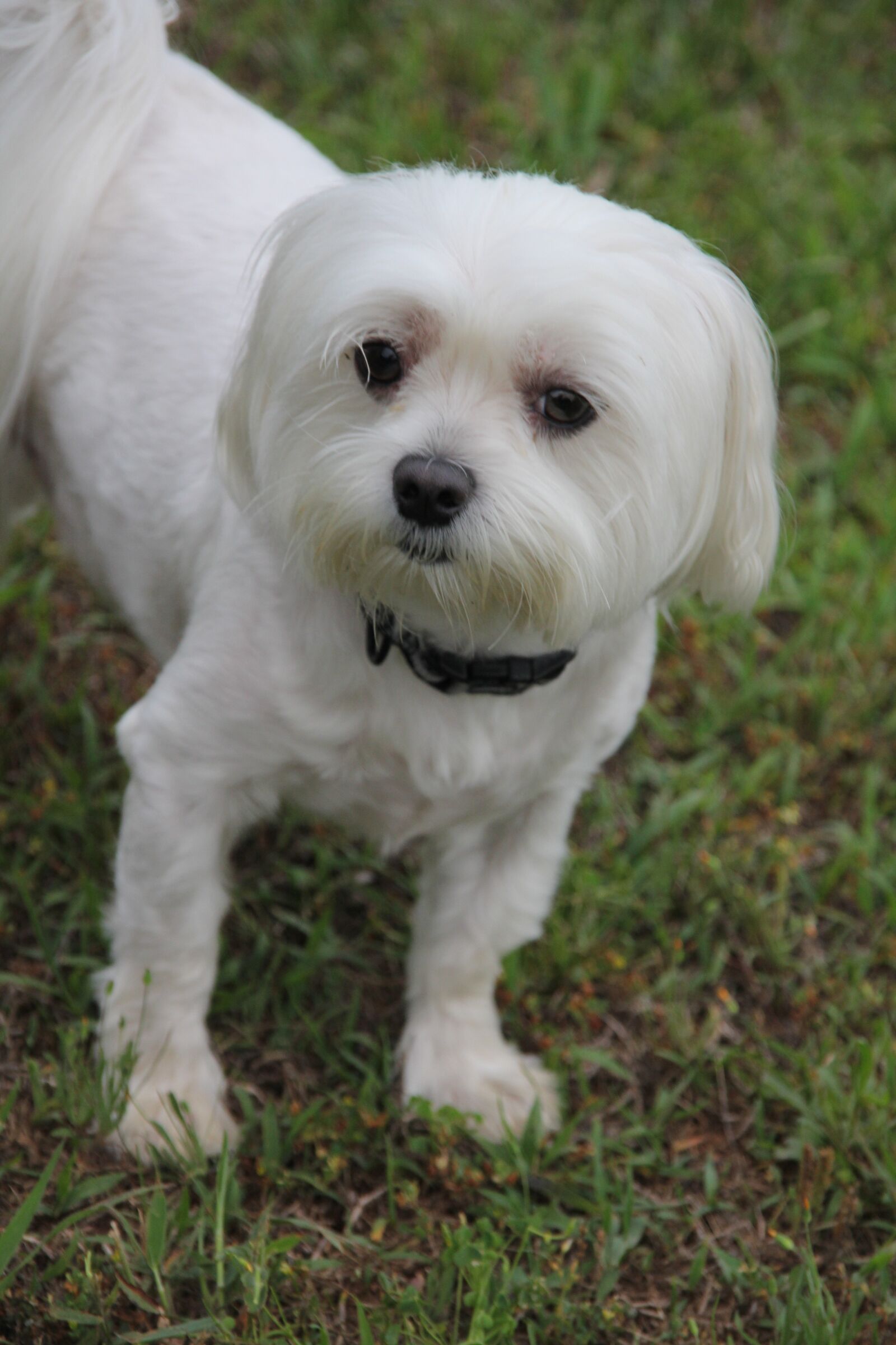 Canon EOS 60D sample photo. Dog, fluffy, white photography