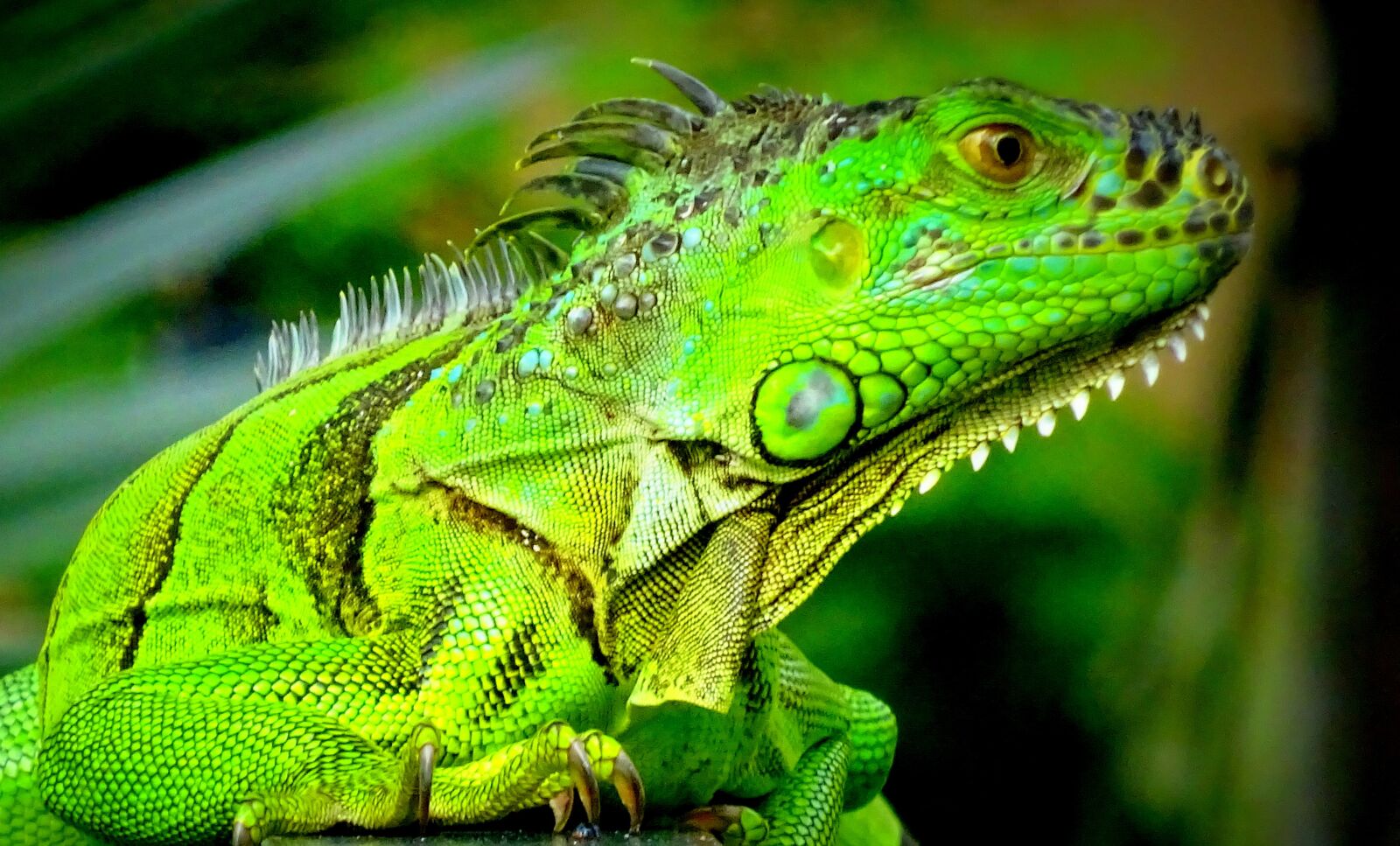 Sony Cyber-shot DSC-WX350 sample photo. Iguana, colorful, animal world photography