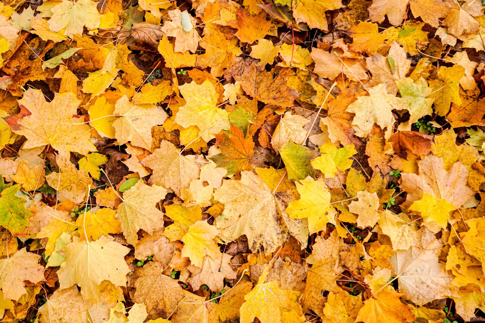 Sony a6500 + Sony E 16-50mm F3.5-5.6 PZ OSS sample photo. Autumn, fall foliage, leaves photography