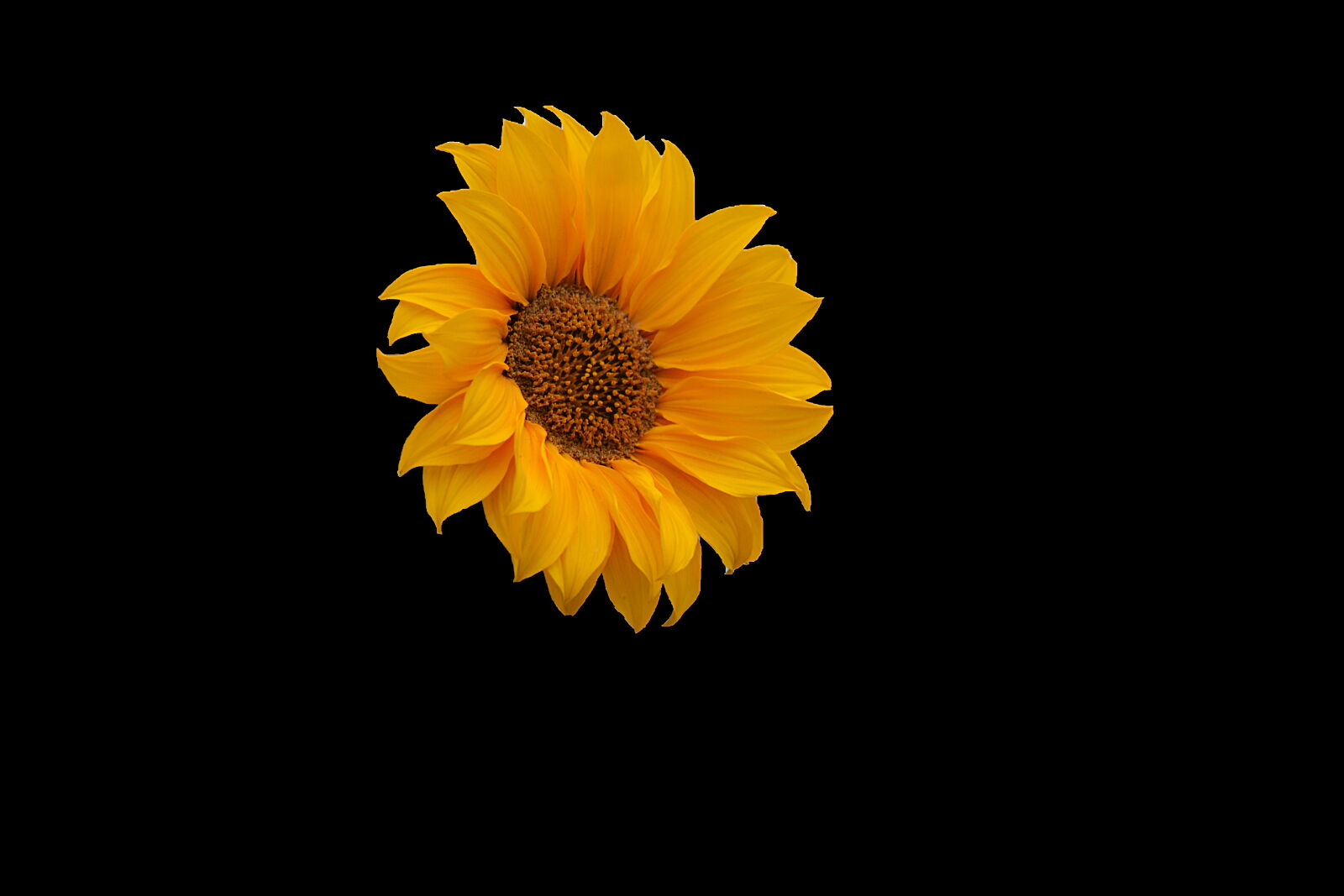 Nikon D5200 sample photo. Botanique, fleur, fleur, d photography