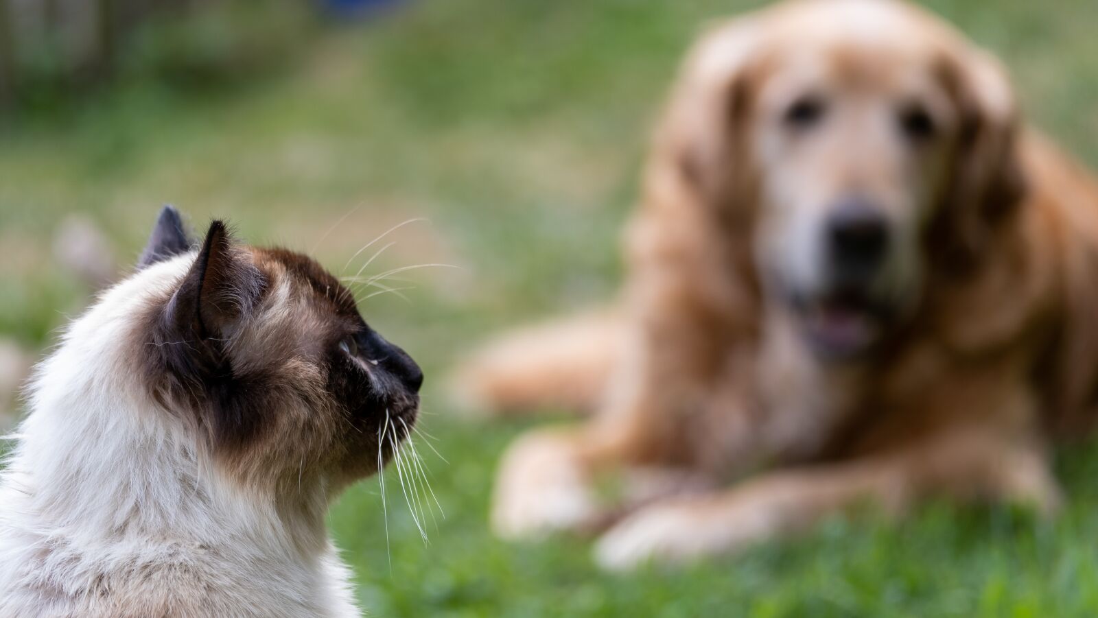 Fujifilm XF 55-200mm F3.5-4.8 R LM OIS sample photo. Cat, dog, ragdoll photography