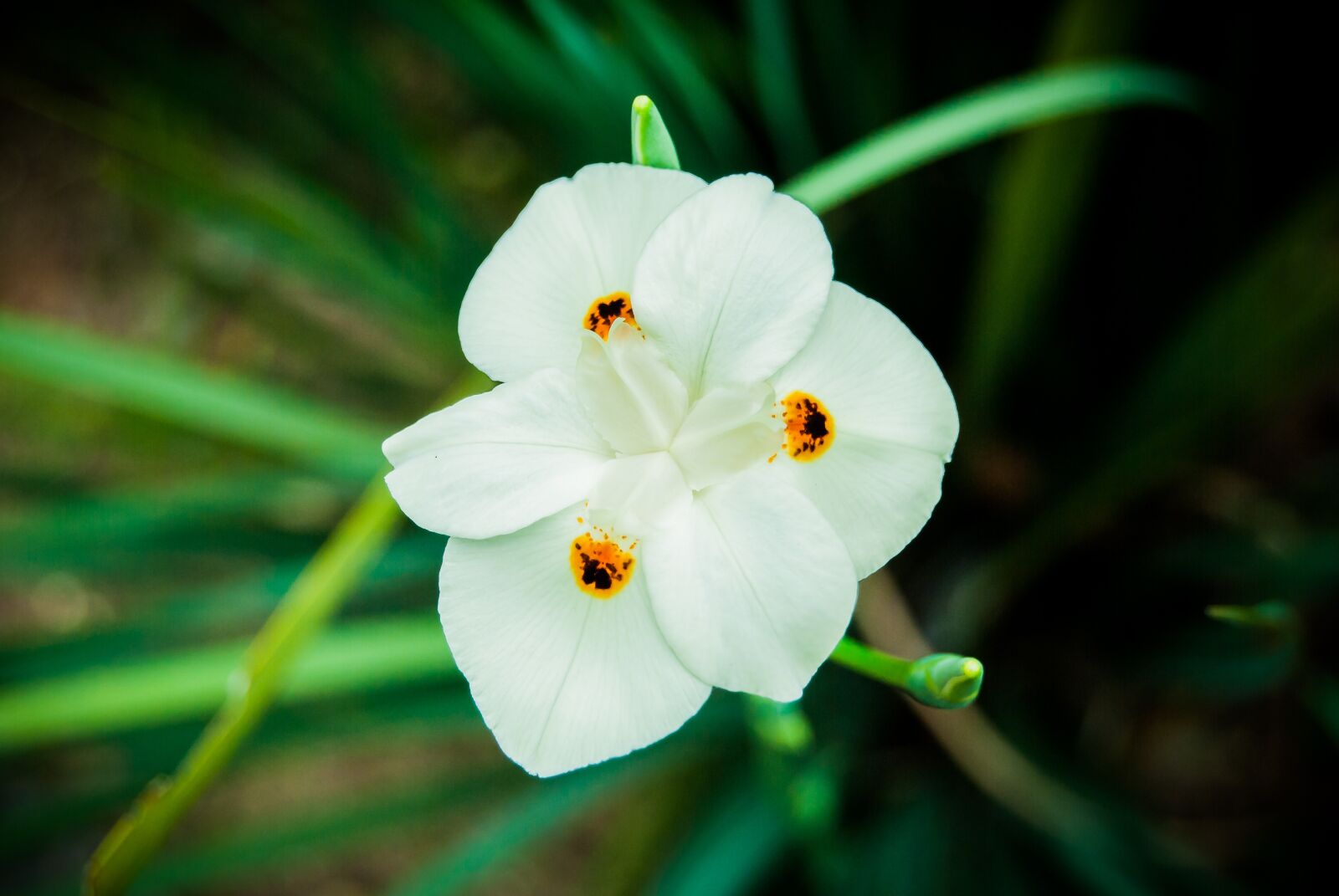 Nikon D3000 sample photo. Flower, nature, beauty photography