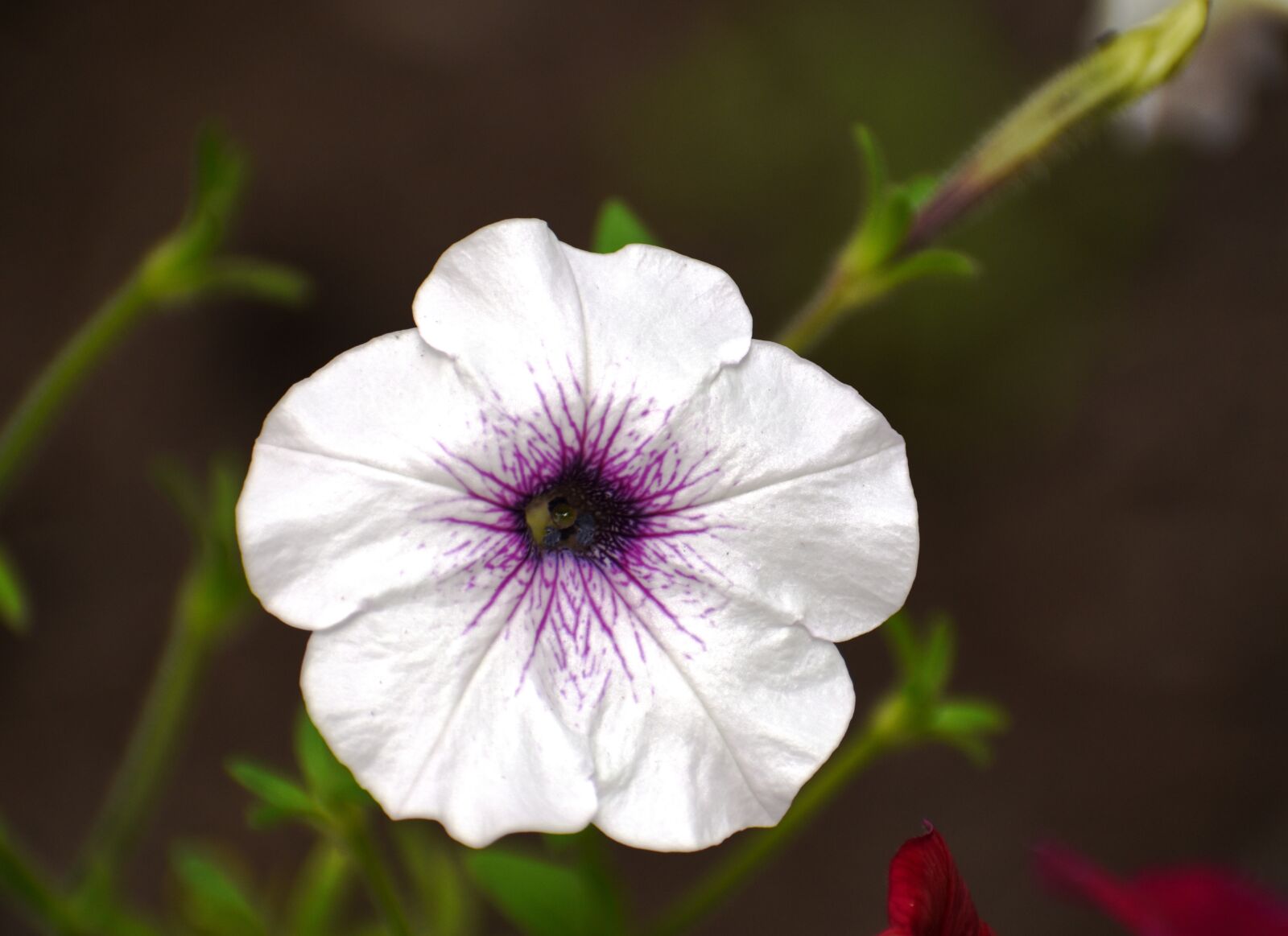 Nikon D5500 sample photo. Petunia, white, flower photography