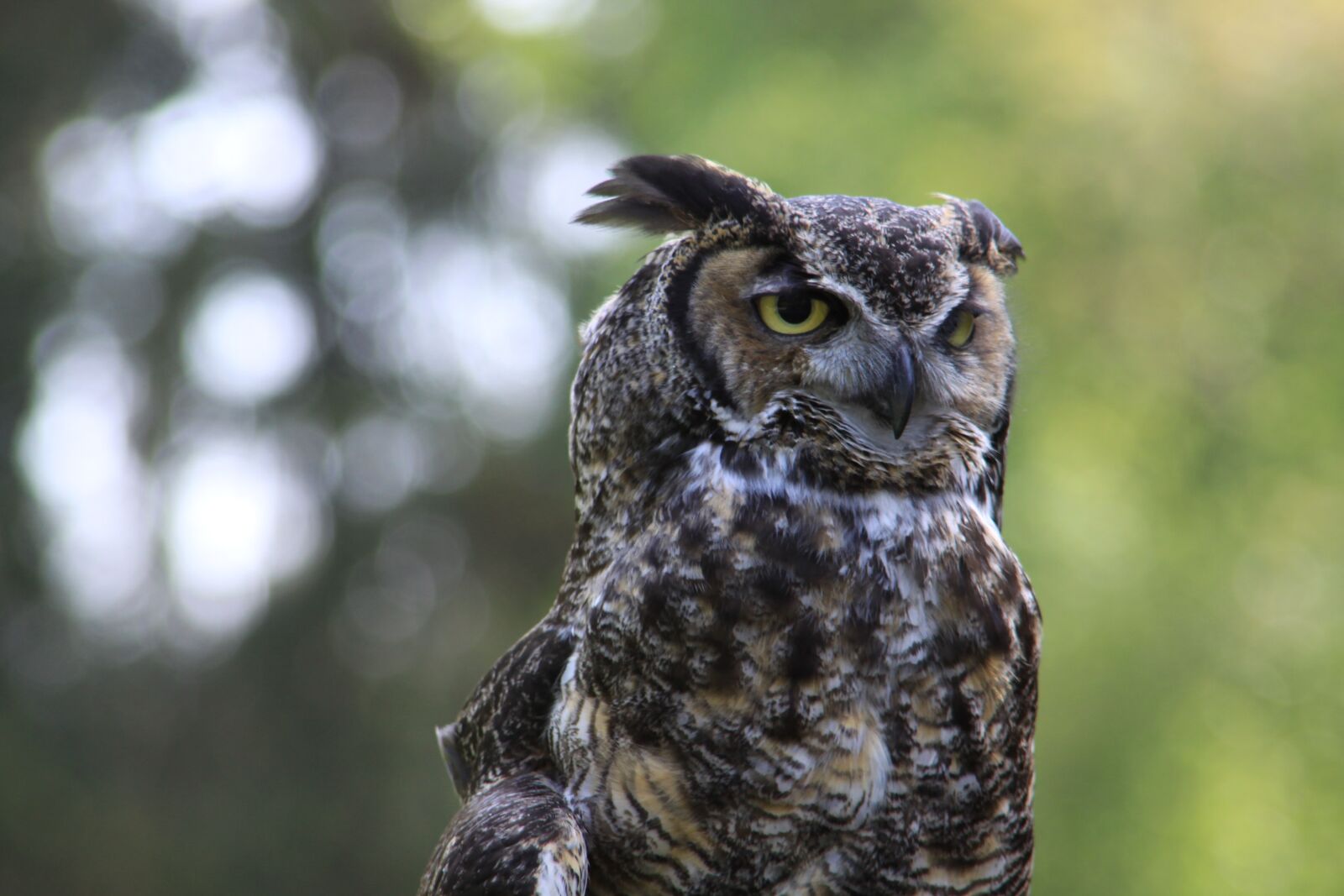 Canon EOS 50D sample photo. Owl, close-up, washington state photography