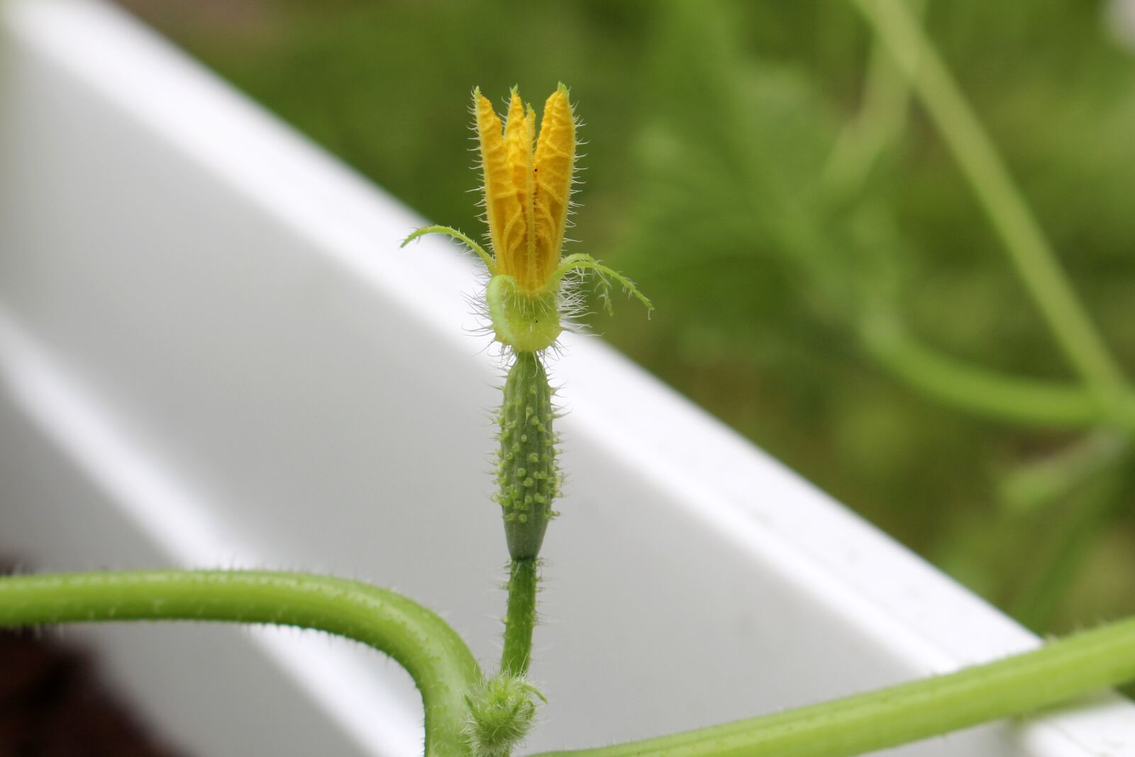 Canon EOS 700D (EOS Rebel T5i / EOS Kiss X7i) sample photo. Cucumber, plug, blossom photography