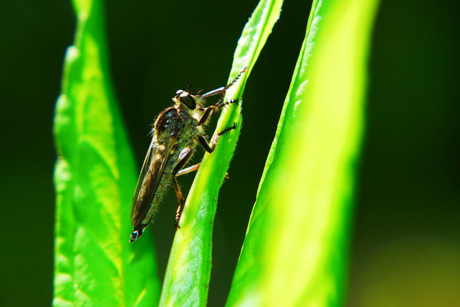 Panasonic Lumix DMC-FZ200 sample photo. Owczak bluish, female, much photography