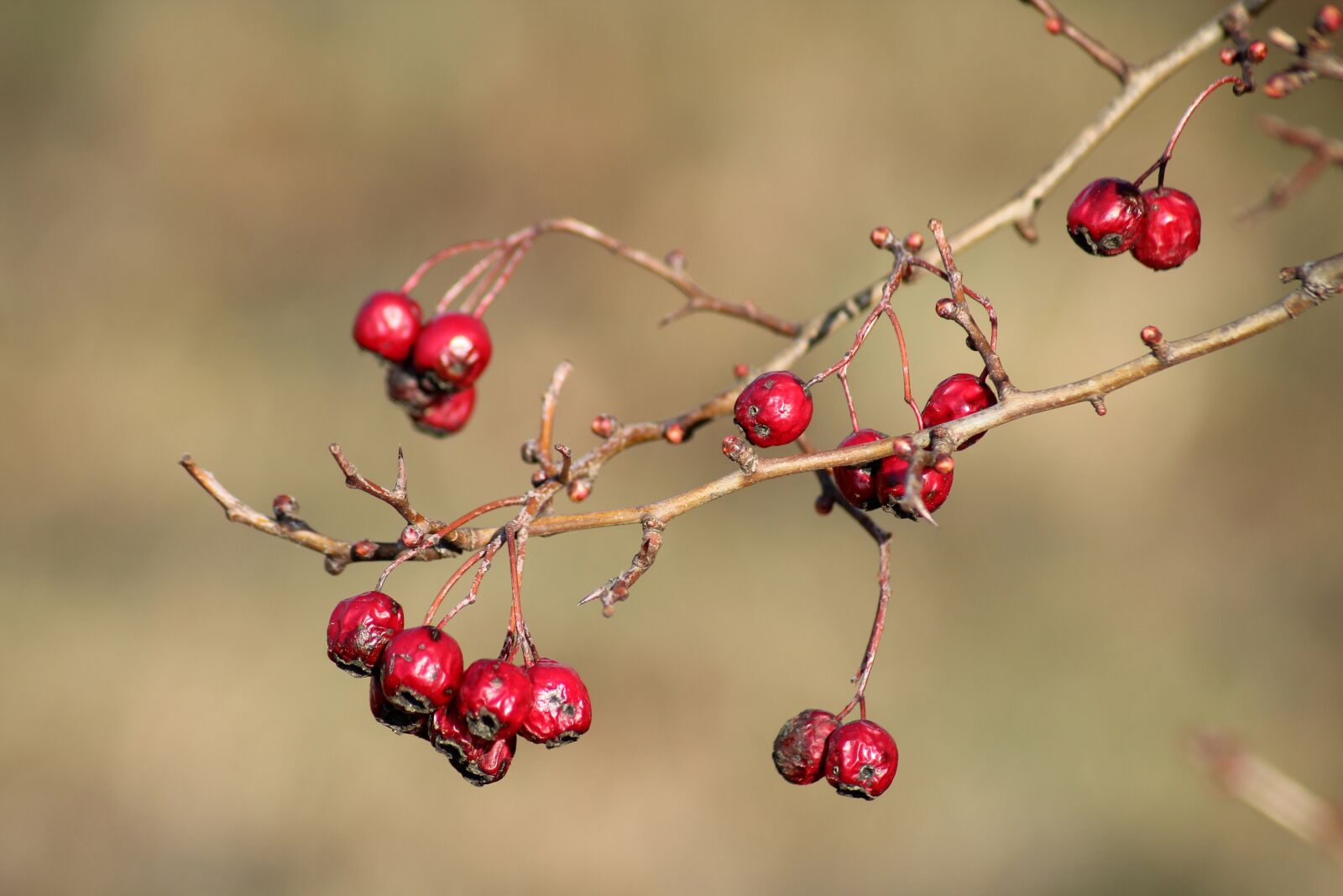 Canon EOS 1200D (EOS Rebel T5 / EOS Kiss X70 / EOS Hi) sample photo. Crataegus, bush, nature photography