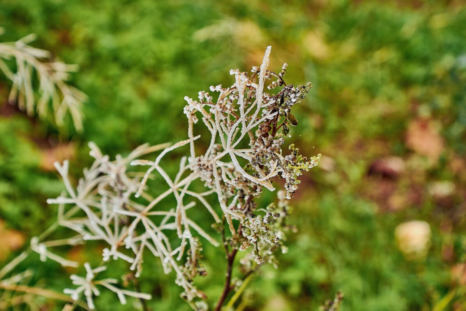 Nikon D7200 sample photo. Buds ice cream, garden photography