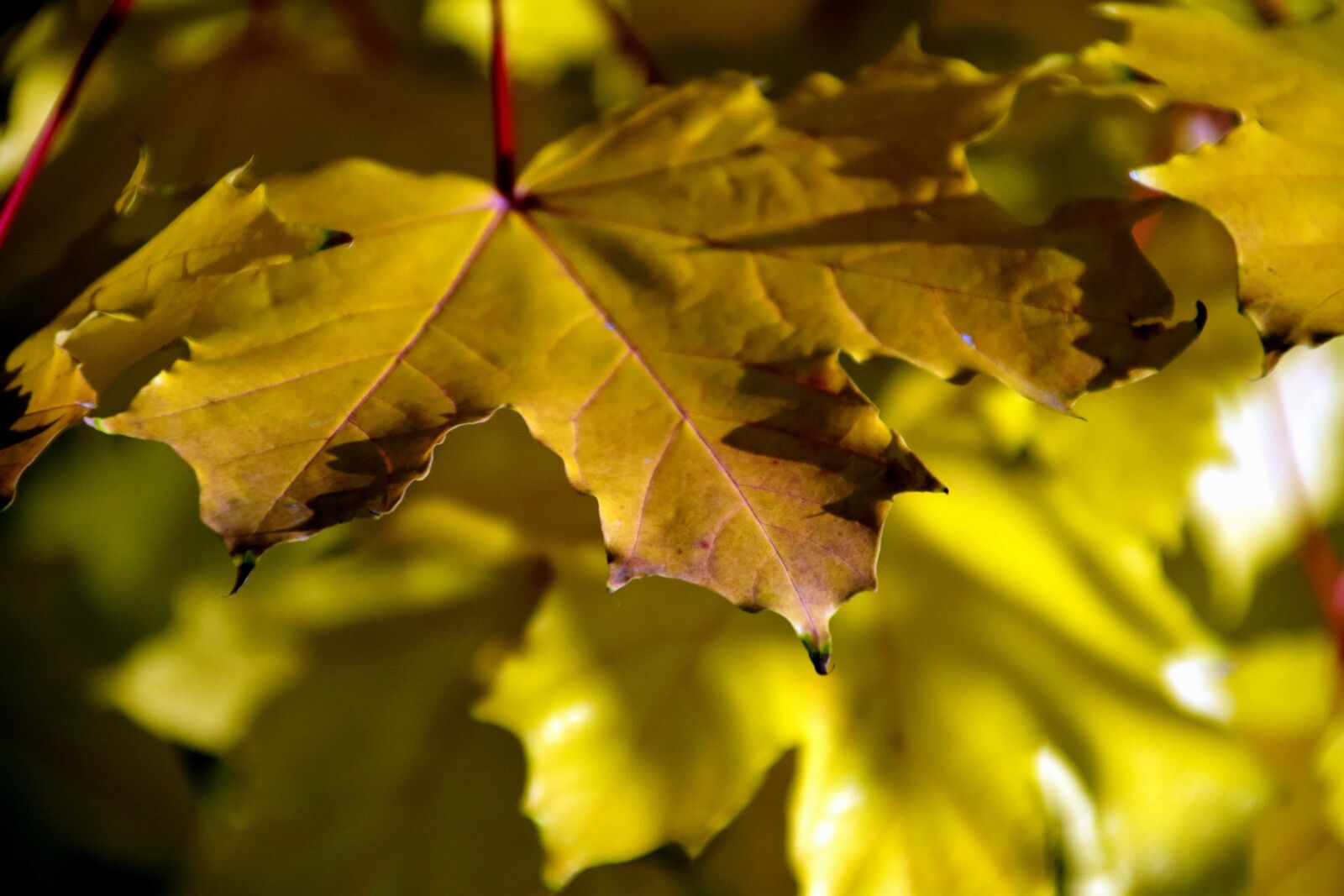 Nikon D3300 sample photo. Nature, leaf, flora, autumn photography