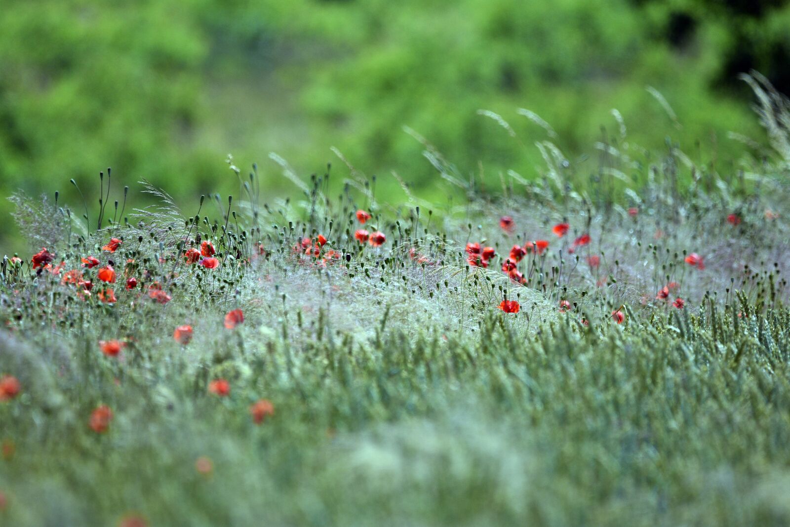 Nikon D3400 sample photo. Poppy, poppies, summer photography