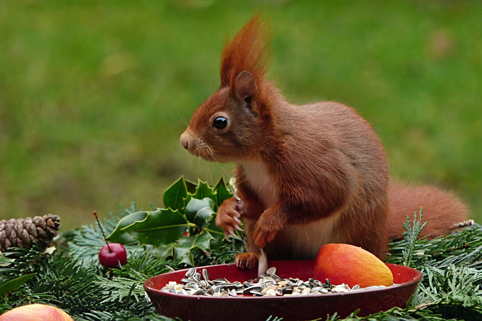 Panasonic Lumix DMC-FZ200 sample photo. Animal, rodent, mammal photography
