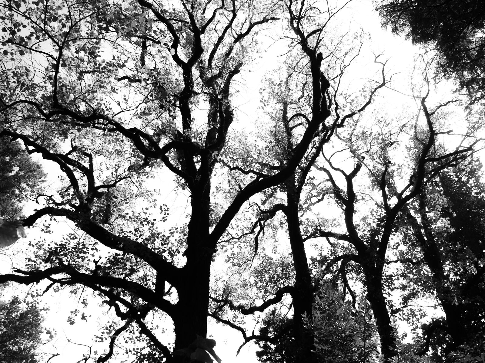 Olympus PEN E-PL7 sample photo. Trees, abstract, shadow photography