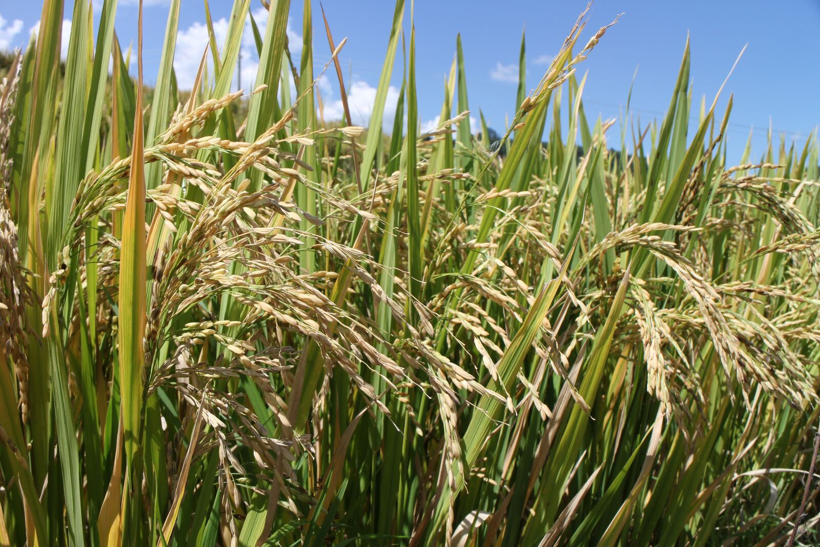Canon EOS M2 sample photo. Rice paddies, ch, harvest photography