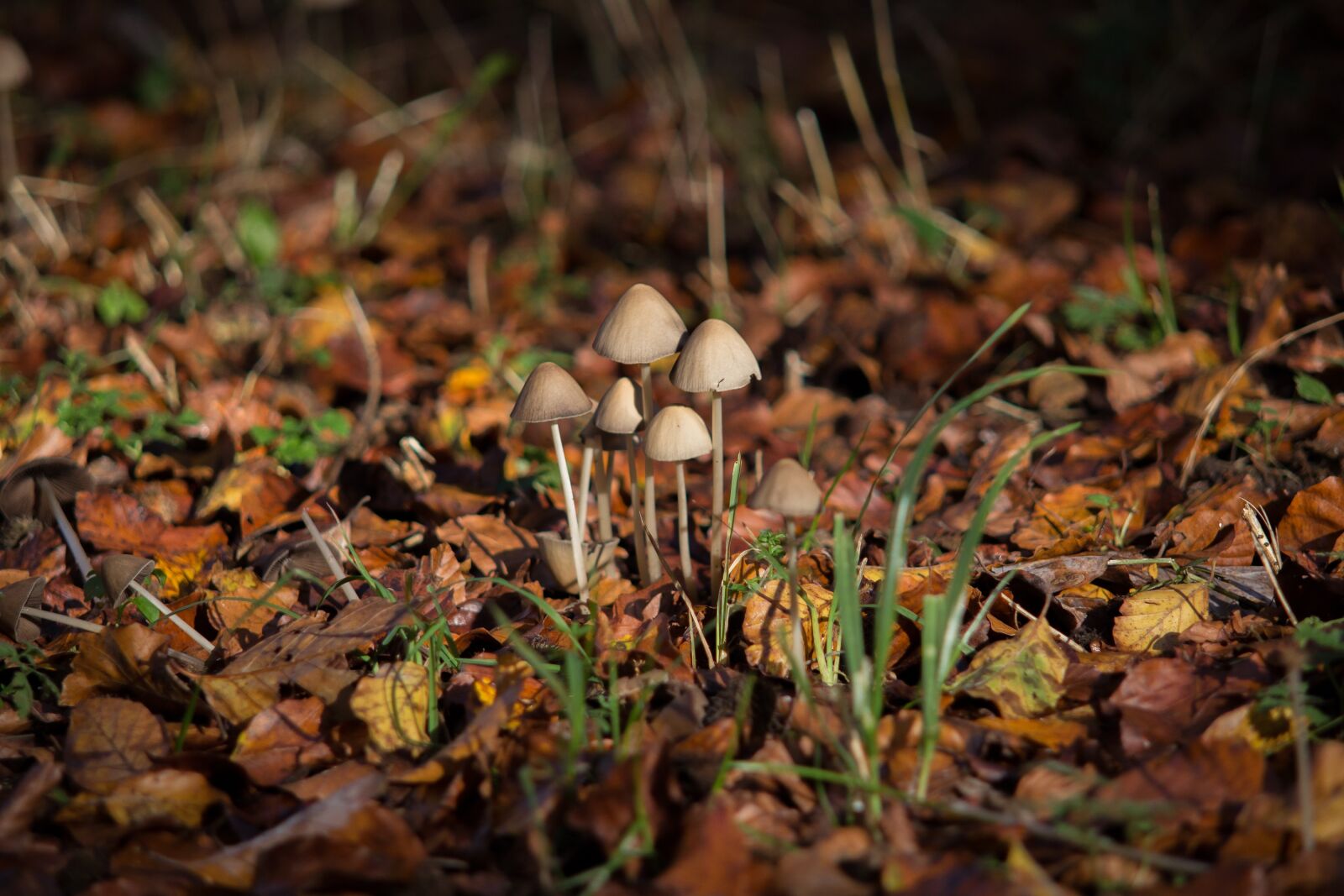 Canon EOS 600D (Rebel EOS T3i / EOS Kiss X5) sample photo. Mushroom, autumn, autumn mood photography