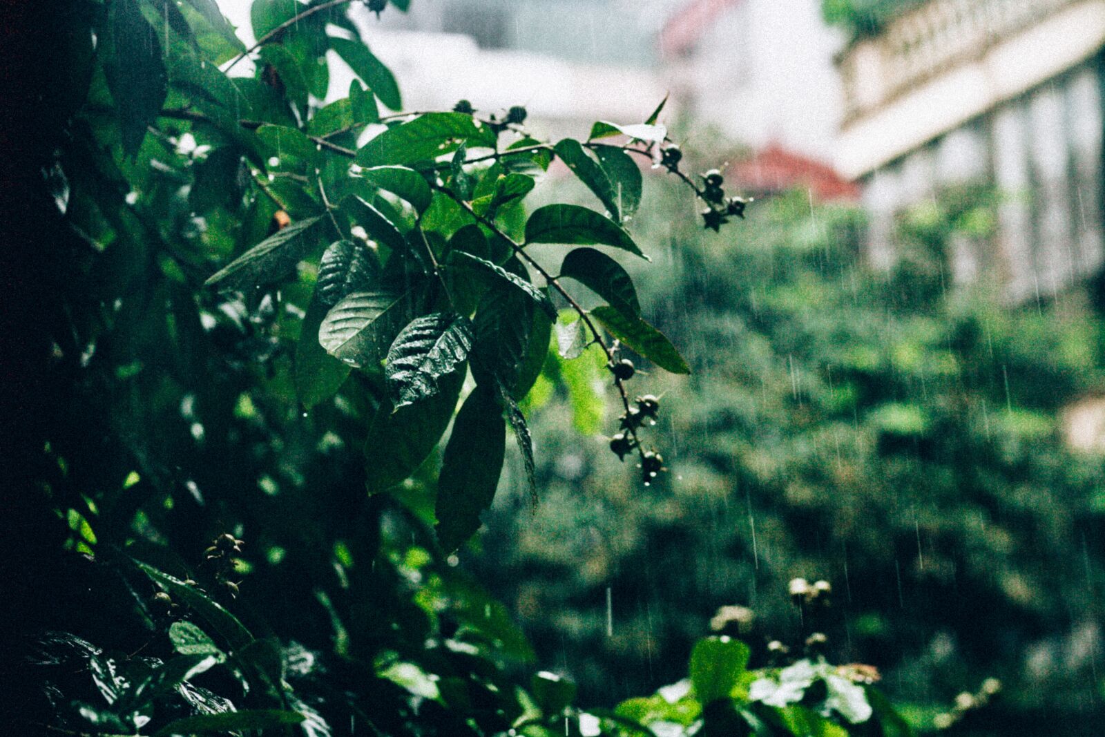 Canon EOS-1Ds Mark II sample photo. Leaves, rainny, rain photography