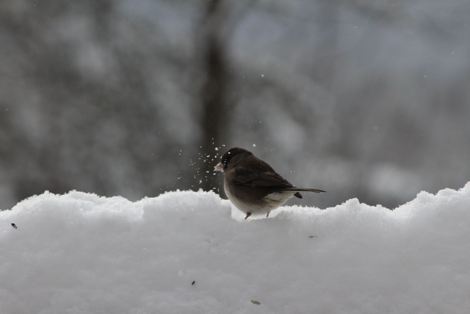 Canon EF 75-300mm f/4-5.6 sample photo. Bird, nature, winter photography