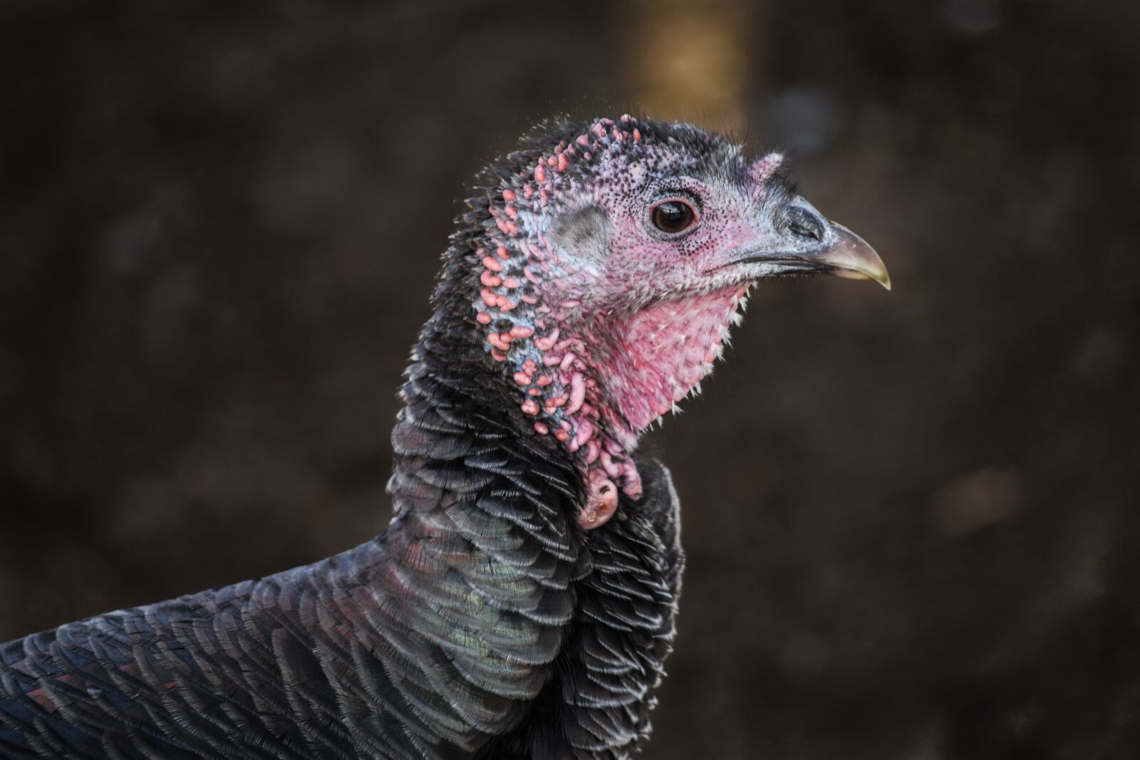 Nikon D5500 sample photo. Turkey, ave, feathers photography