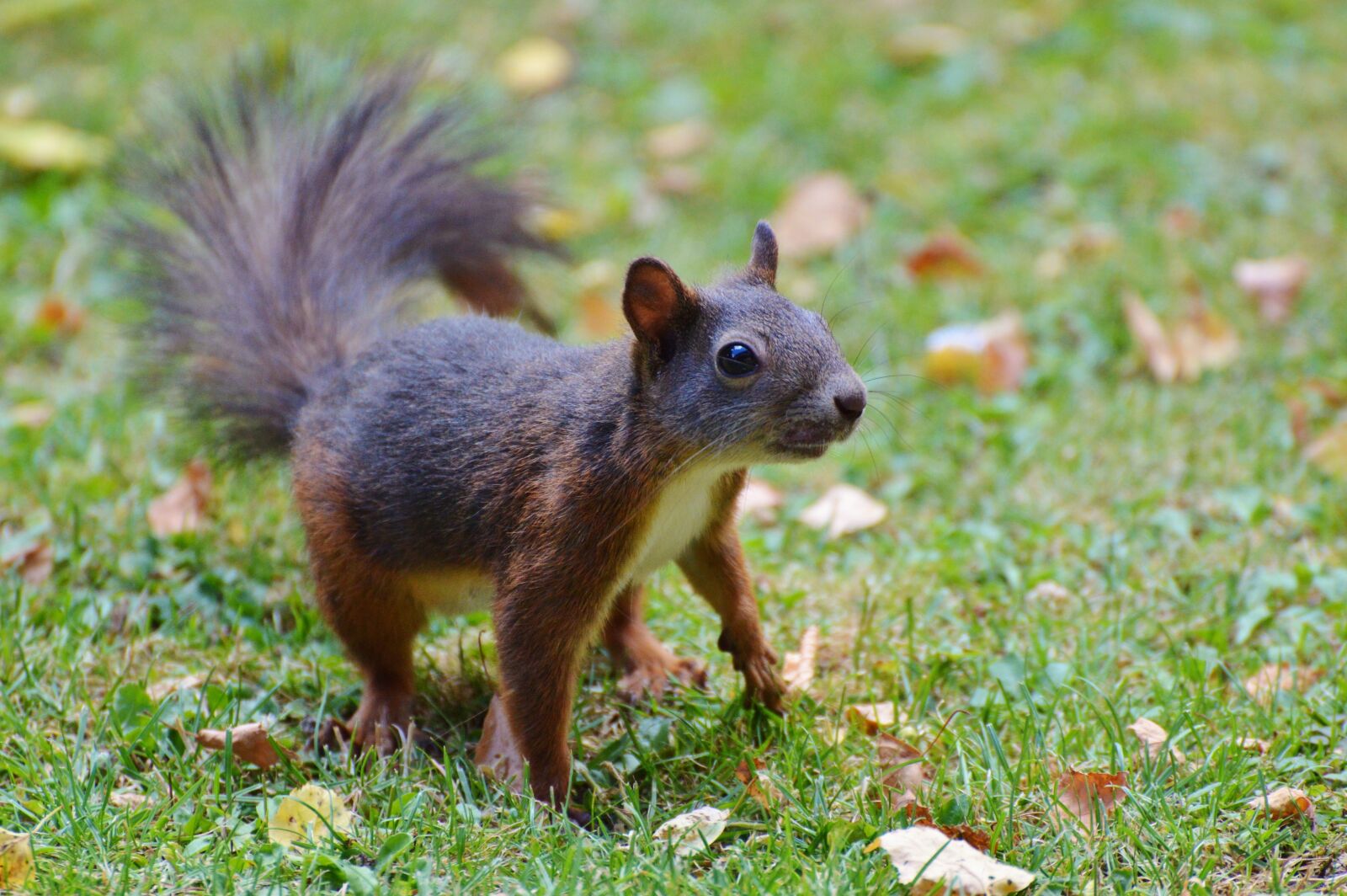 Nikon D3200 sample photo. Squirrel, nager, rodent photography