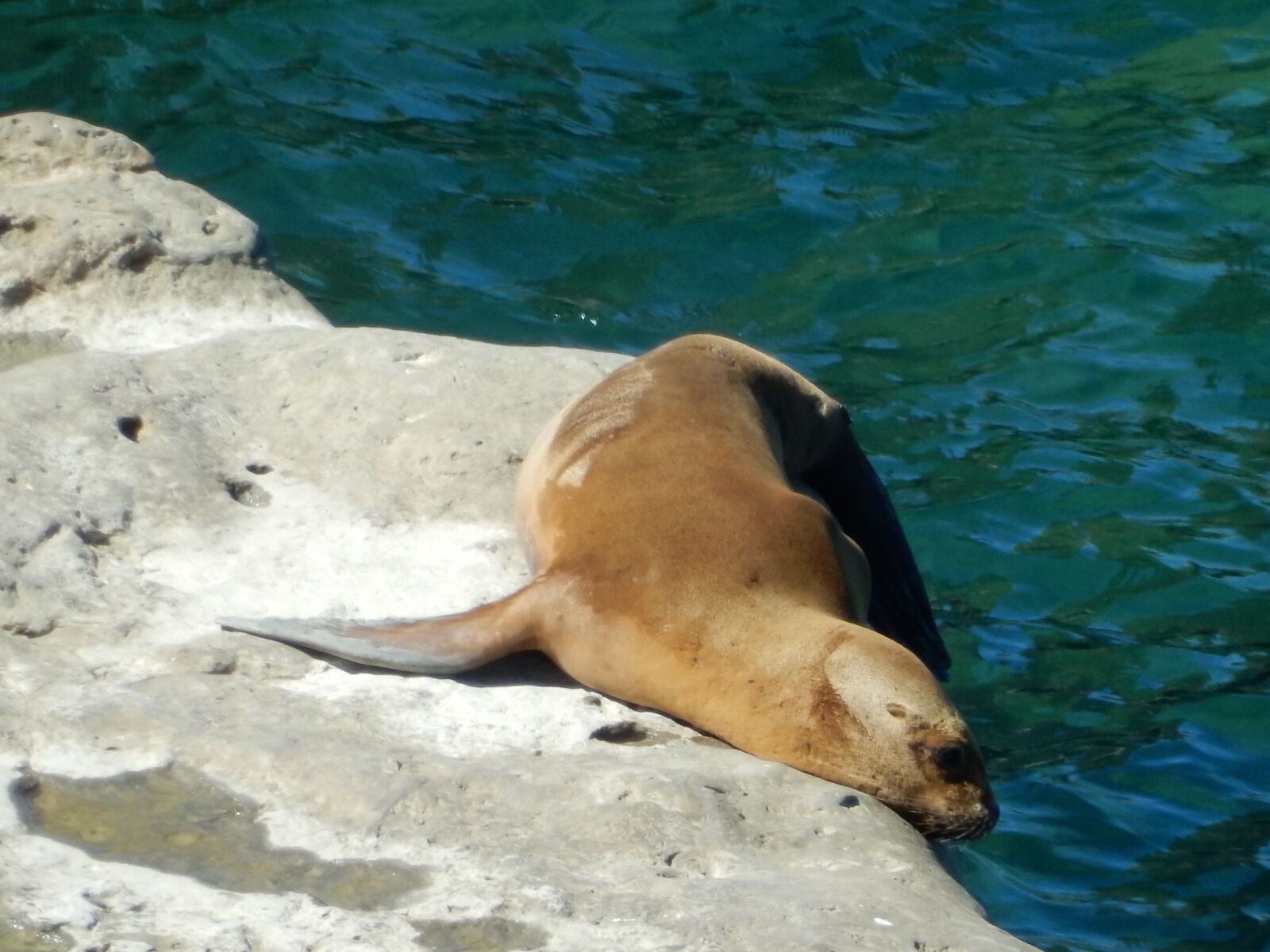 Nikon Coolpix S9900 sample photo. Animals, crawl, sea lions photography