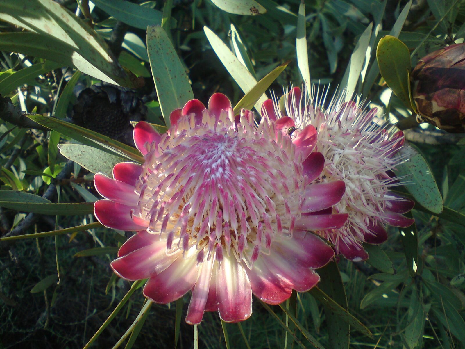 Sony Ericsson W995 sample photo. Protea, south africa, pink photography