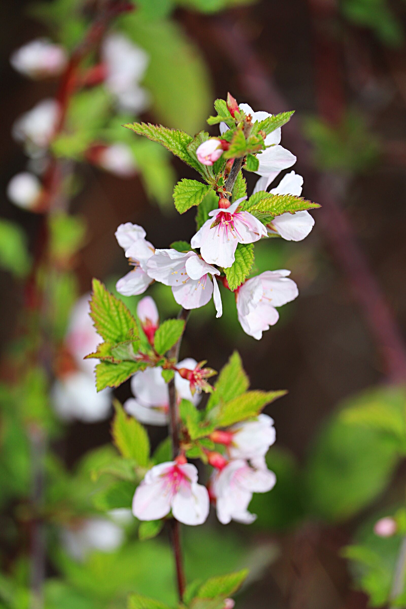 Canon EOS 200D (EOS Rebel SL2 / EOS Kiss X9) sample photo. Nature, flower, leaf photography