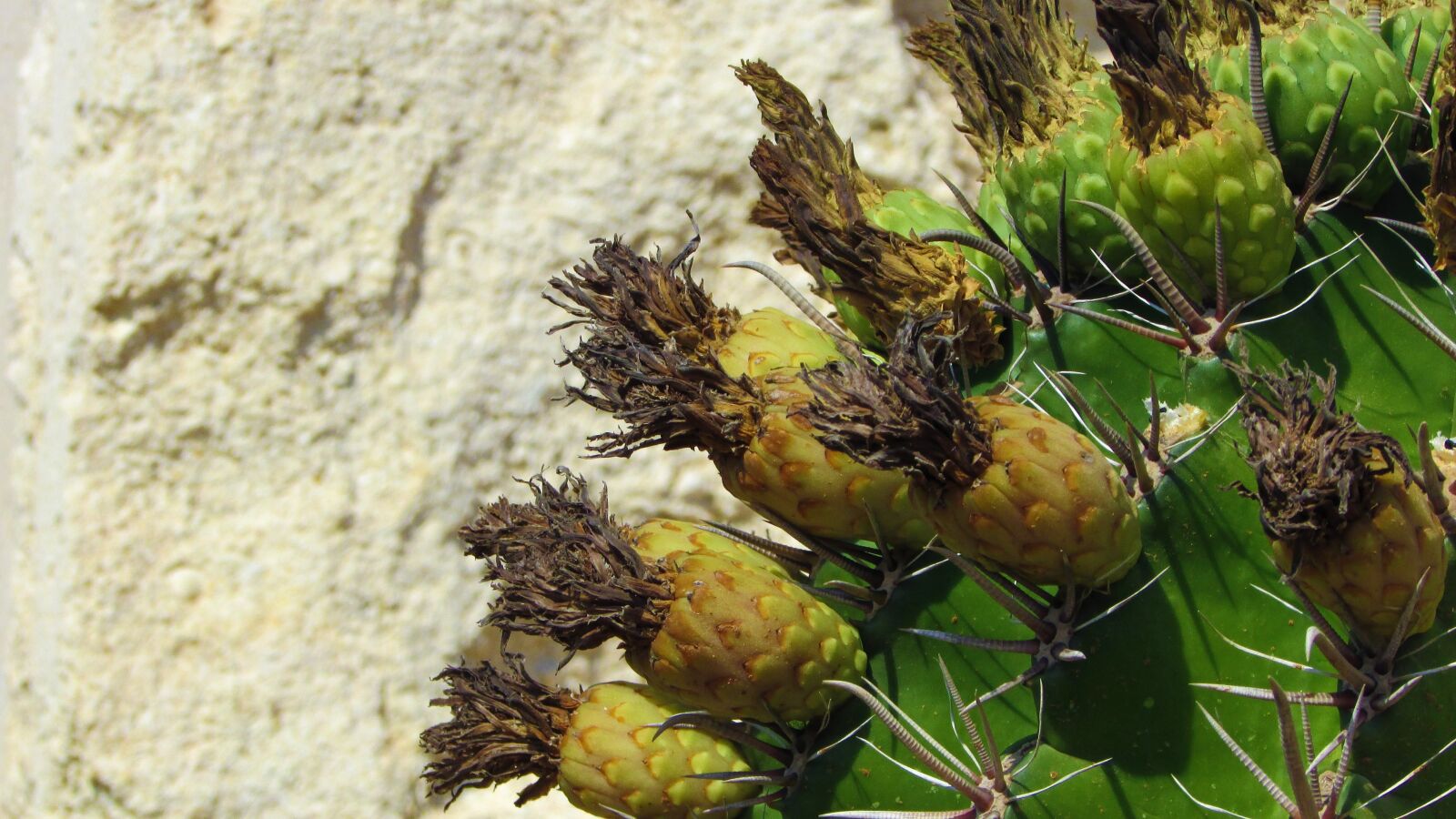 Canon PowerShot SX400 IS sample photo. Cactus, plant, nature photography