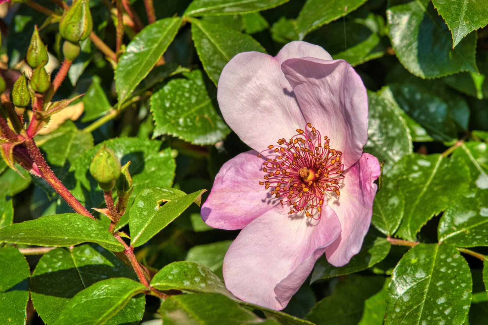 Nikon D7500 sample photo. Rose bloom, blossom, bloom photography