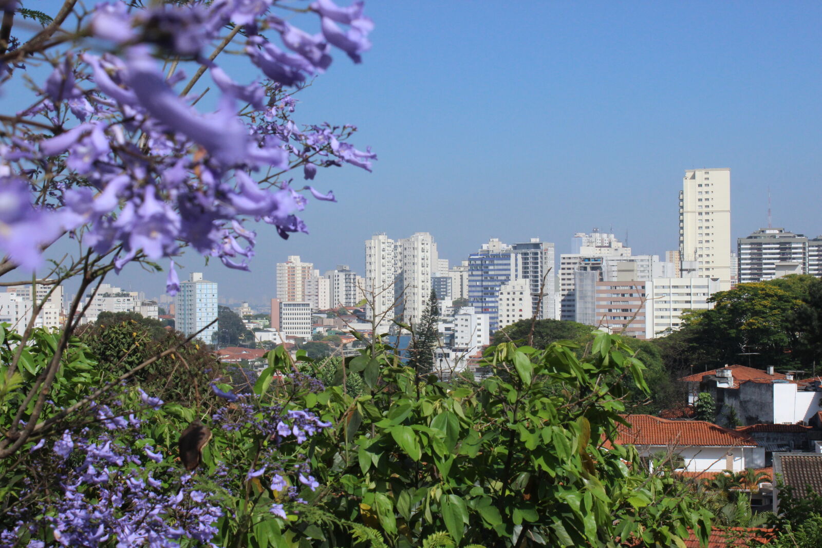 Canon EOS 600D (Rebel EOS T3i / EOS Kiss X5) sample photo. City, flowers, cityscape, skyline photography