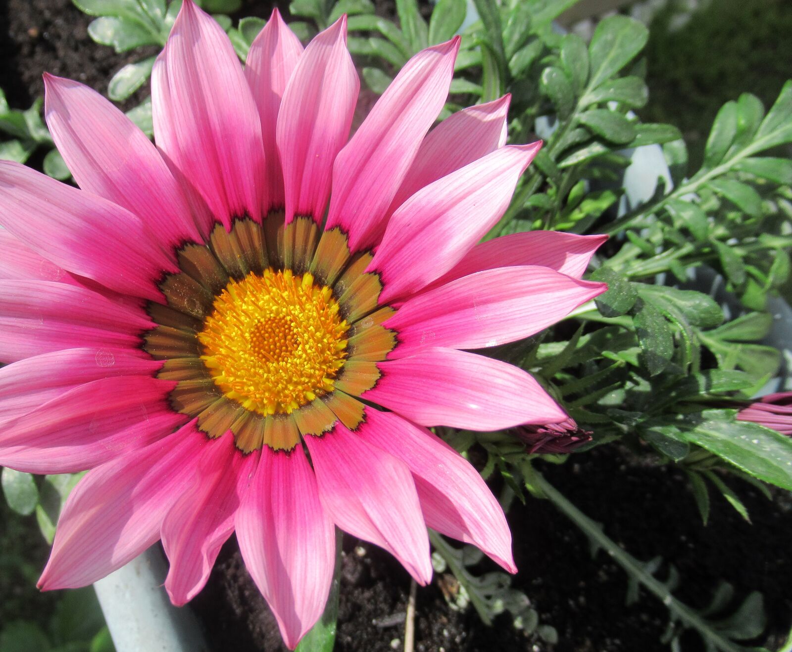 Canon PowerShot SX620 HS sample photo. Plant, flower, nature photography
