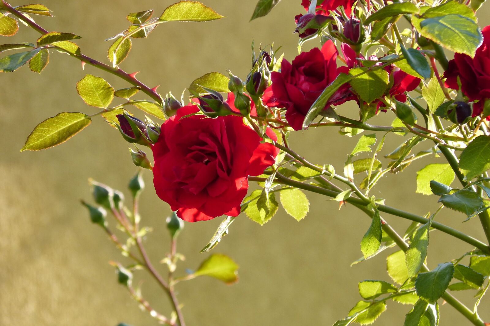 Panasonic DMC-FZ62 sample photo. Red rose, flower, nature photography