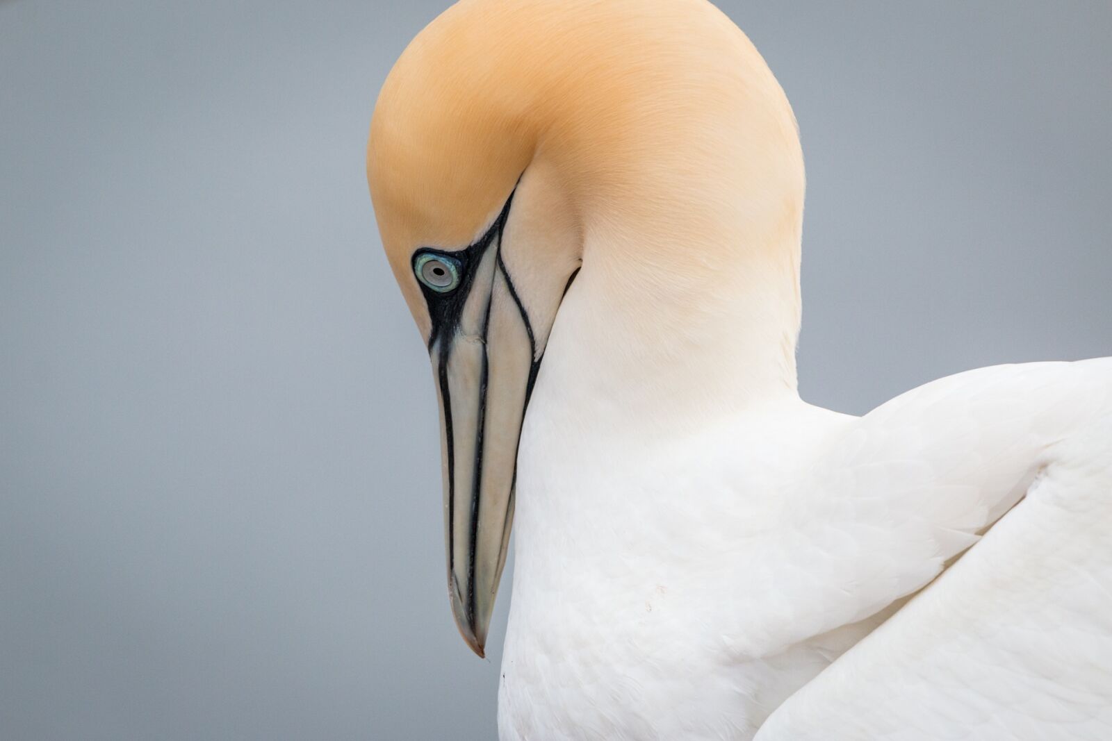 Canon EOS 70D + 150-600mm F5-6.3 DG OS HSM | Contemporary 015 sample photo. Northern gannet, boobies, morus photography