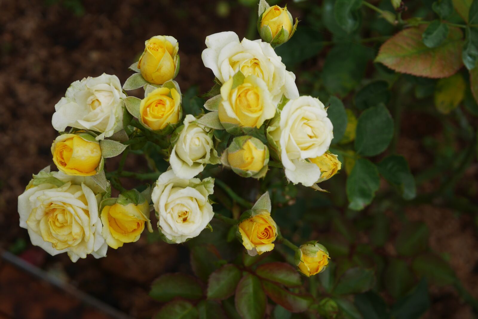 Panasonic Lumix DMC-GM1 sample photo. Rose, flower, blossom photography