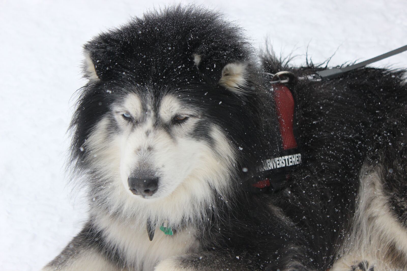 Canon EOS 600D (Rebel EOS T3i / EOS Kiss X5) sample photo. Dog in the snow photography