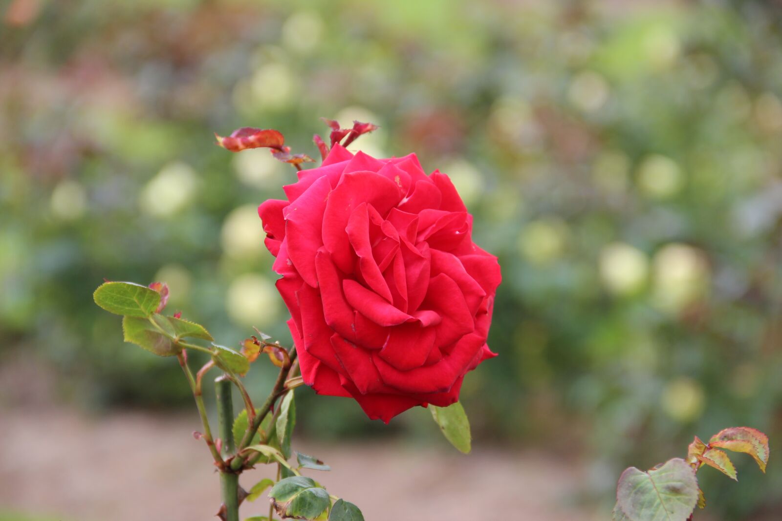Canon EOS 600D (Rebel EOS T3i / EOS Kiss X5) sample photo. Flower, nature, blossom photography