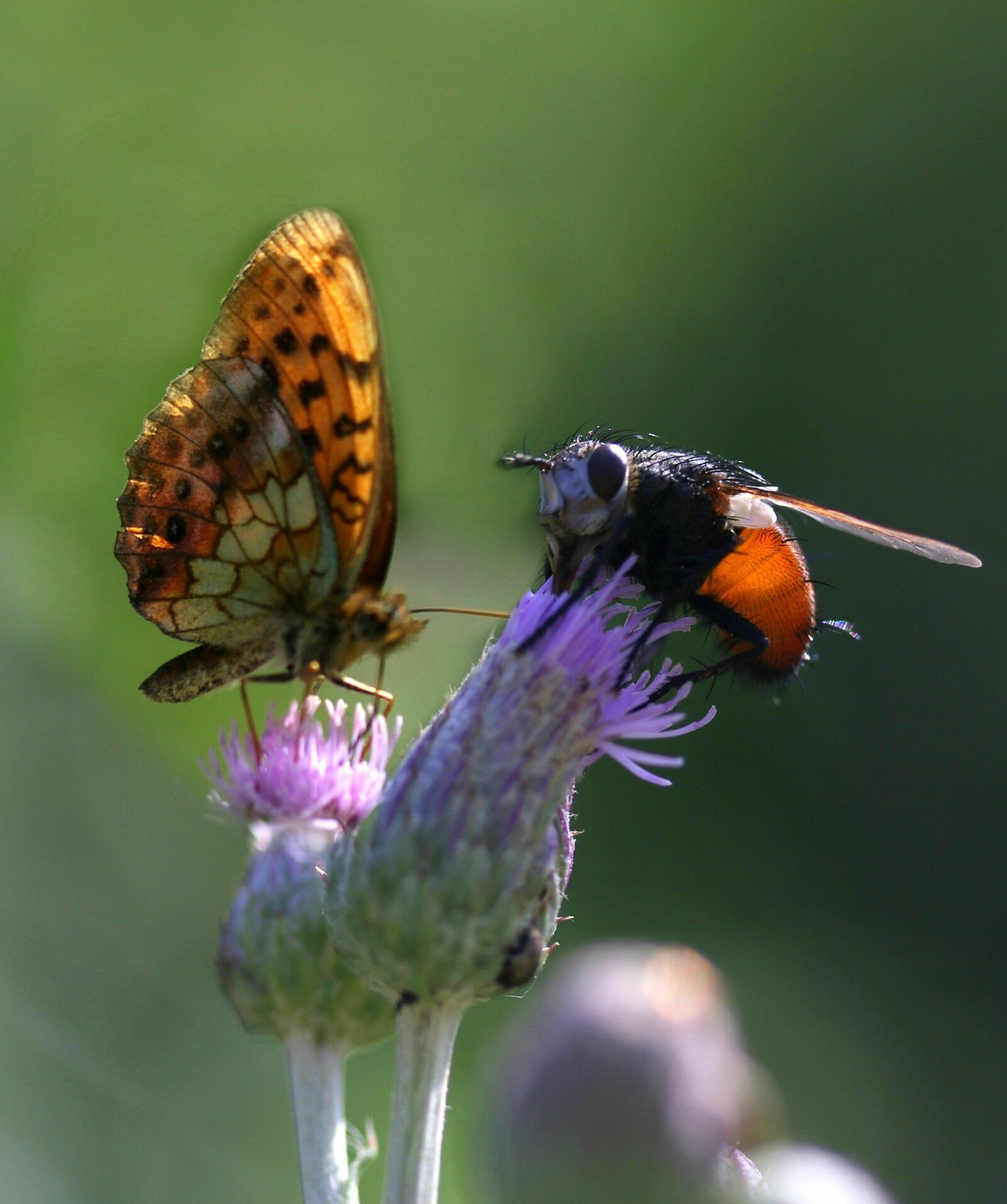 Canon EOS 7D Mark II sample photo. Butterfly, fly, insects photography