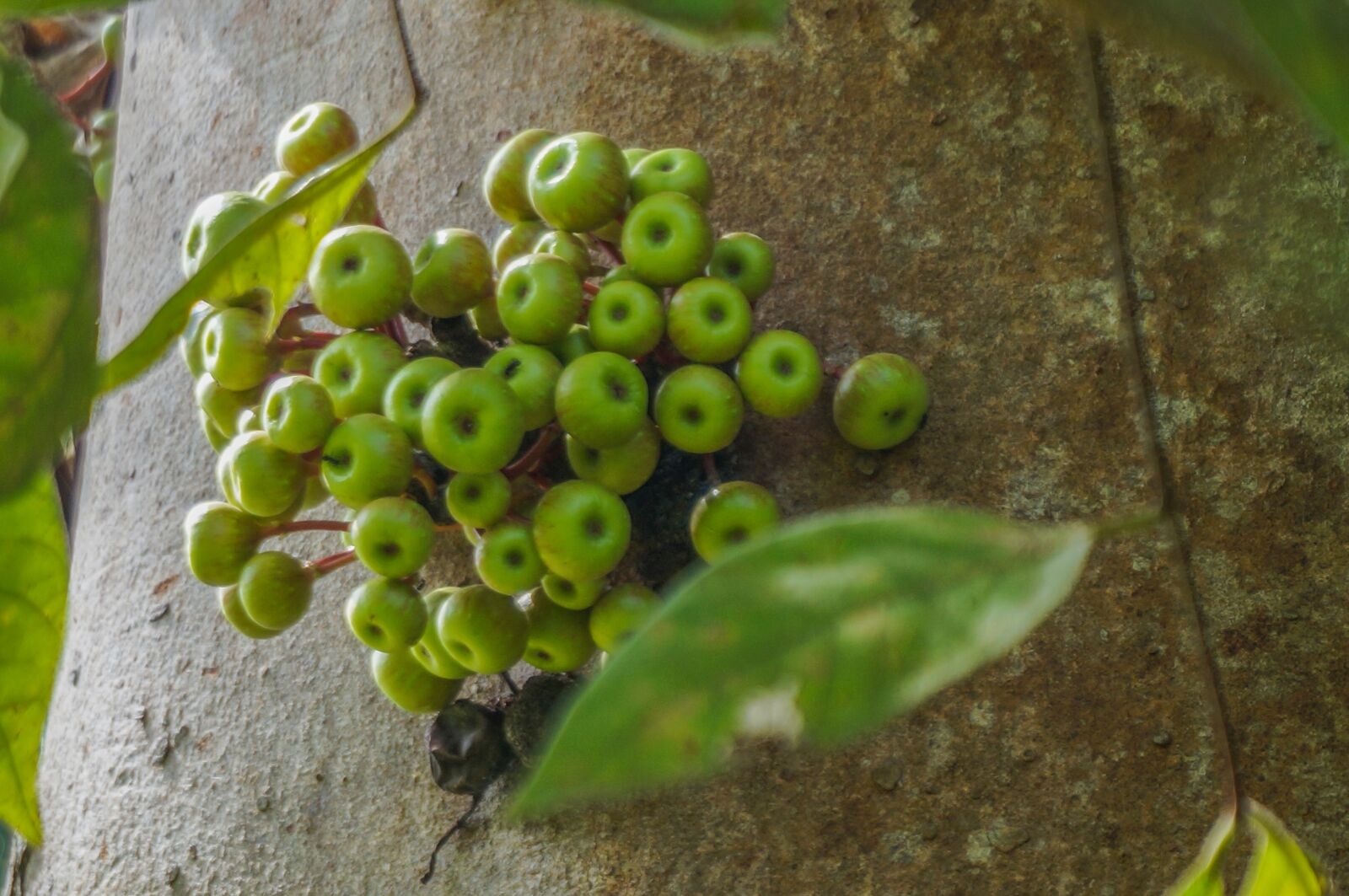 Sony Alpha NEX-3N sample photo. Nature, tree, flora photography
