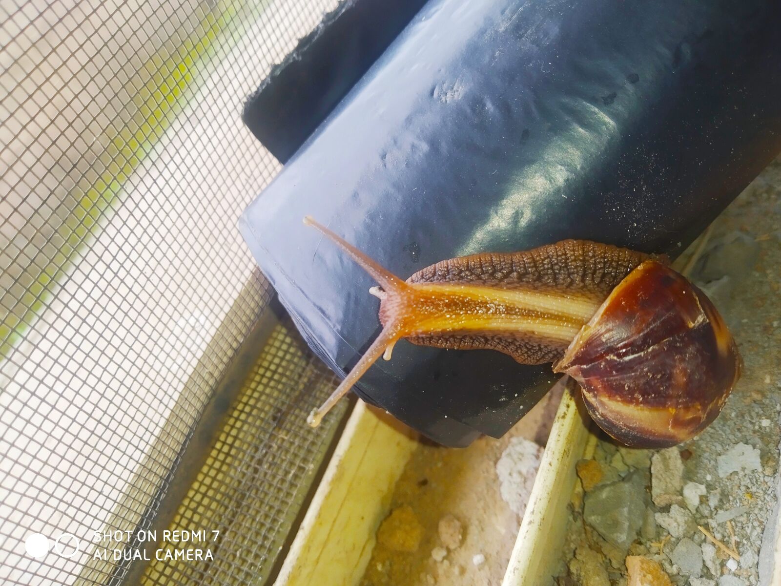 Xiaomi Redmi 7 sample photo. Snail, african giant snail photography