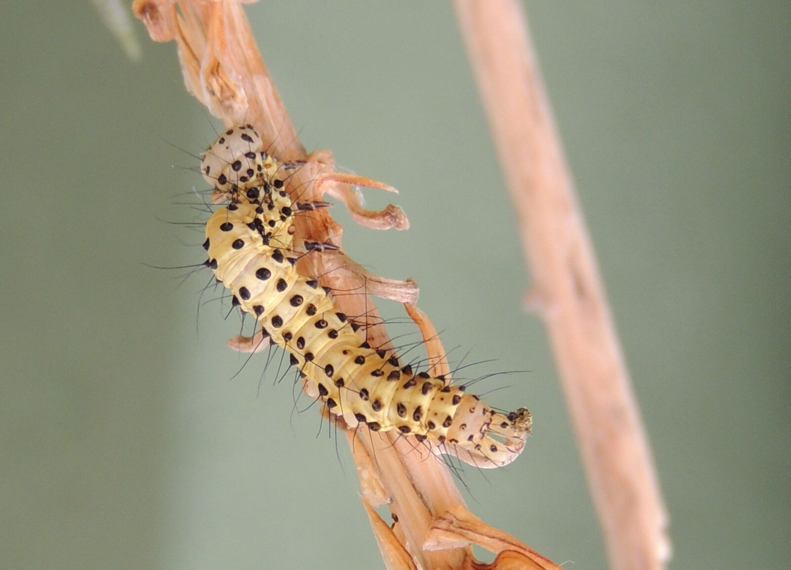 Nikon Coolpix P510 sample photo. Macro, insect, worm photography