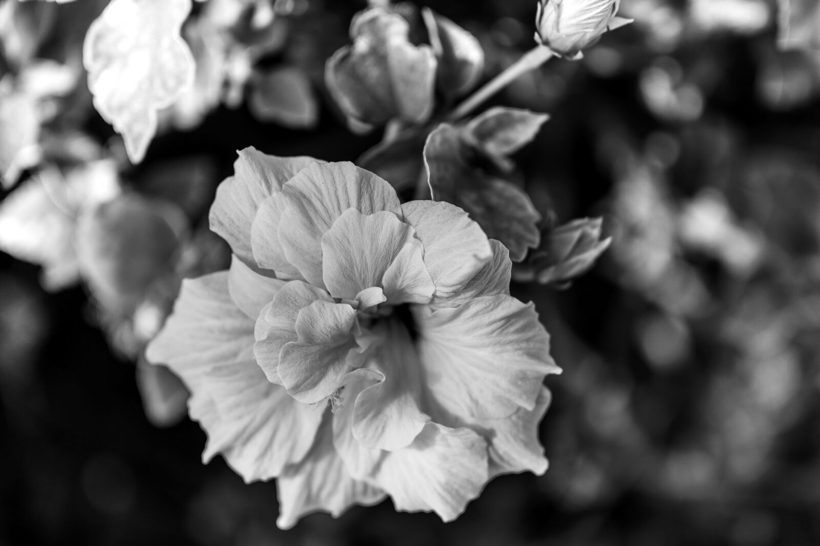 Nikon Nikkor Z 24-70mm F2.8 S sample photo. Hibiscus, flower, blossom photography