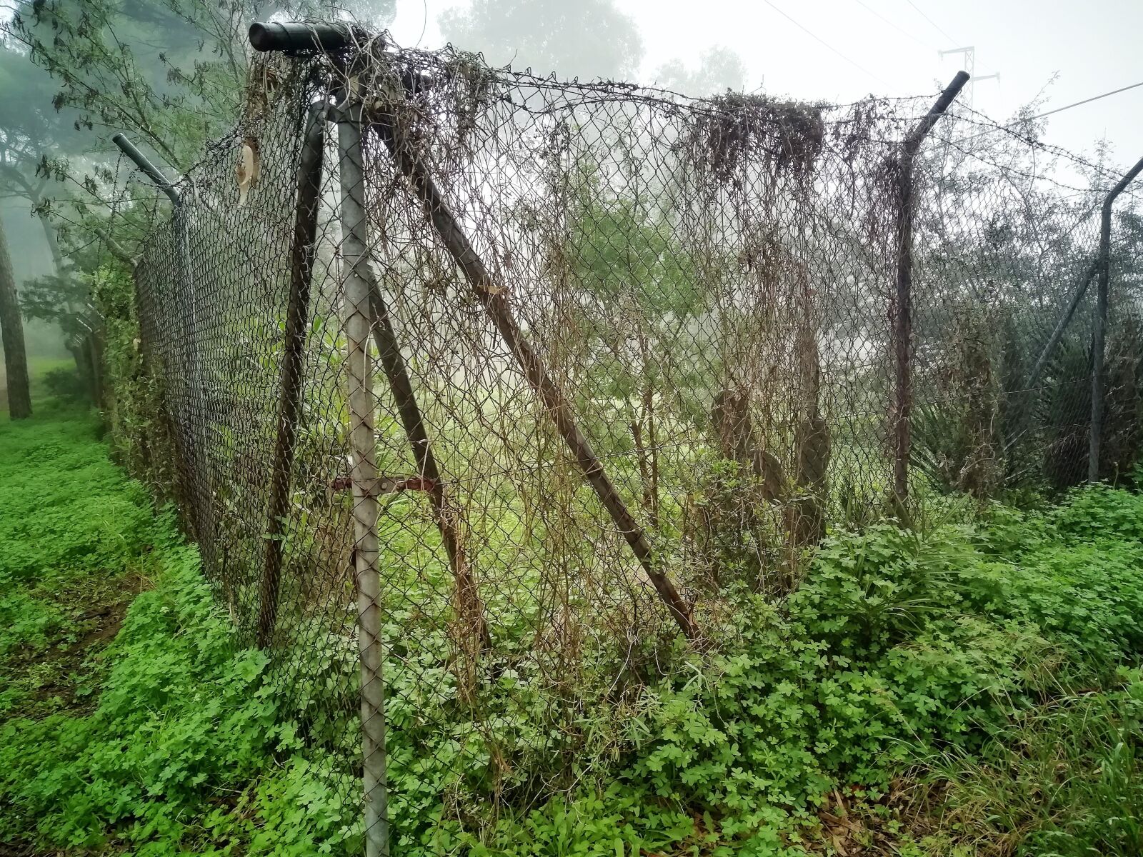 HUAWEI FIG-LX1 sample photo. Fence, forest, fog photography