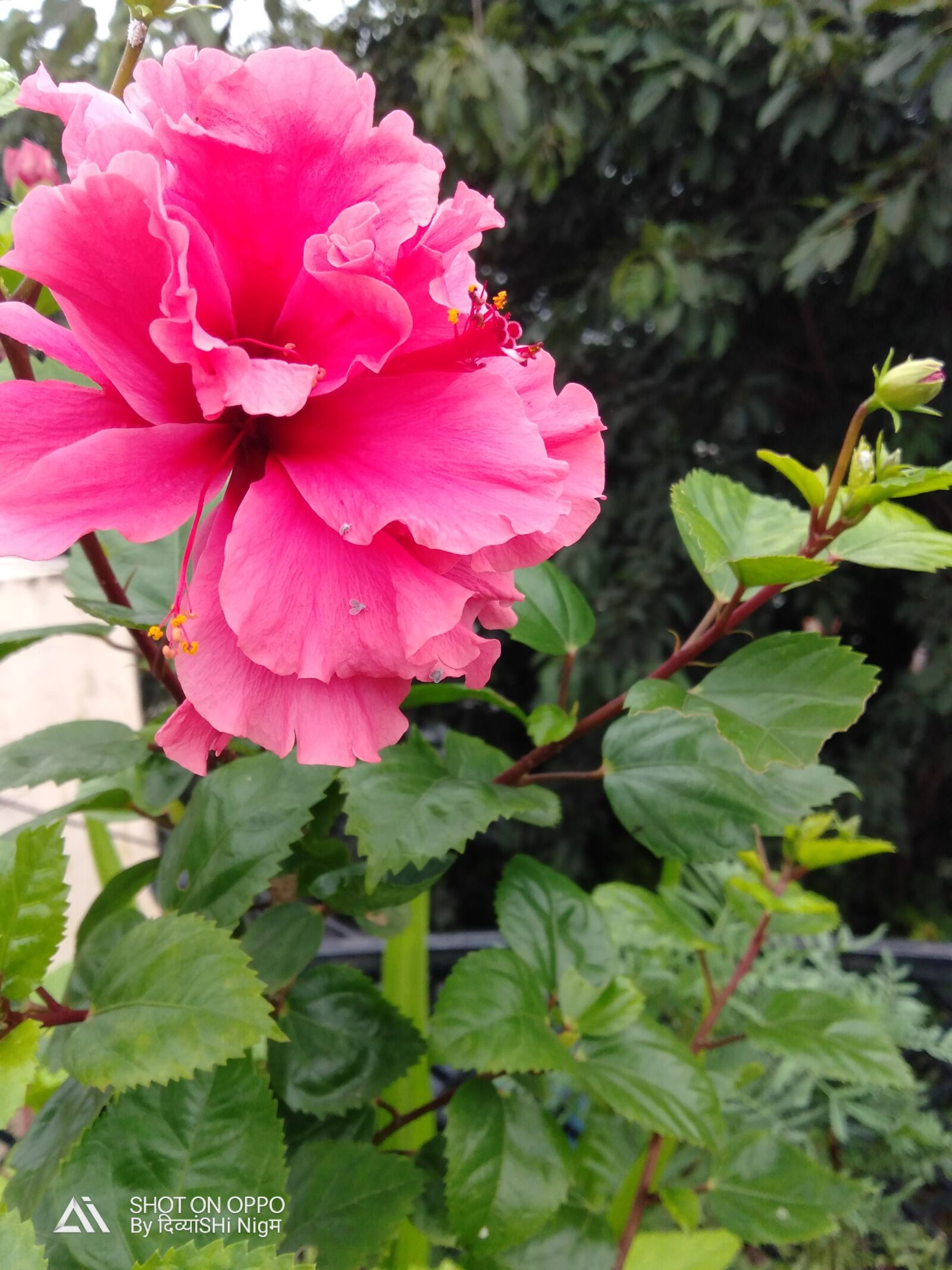 OPPO A7 sample photo. Hibiscus, close bud, flower photography