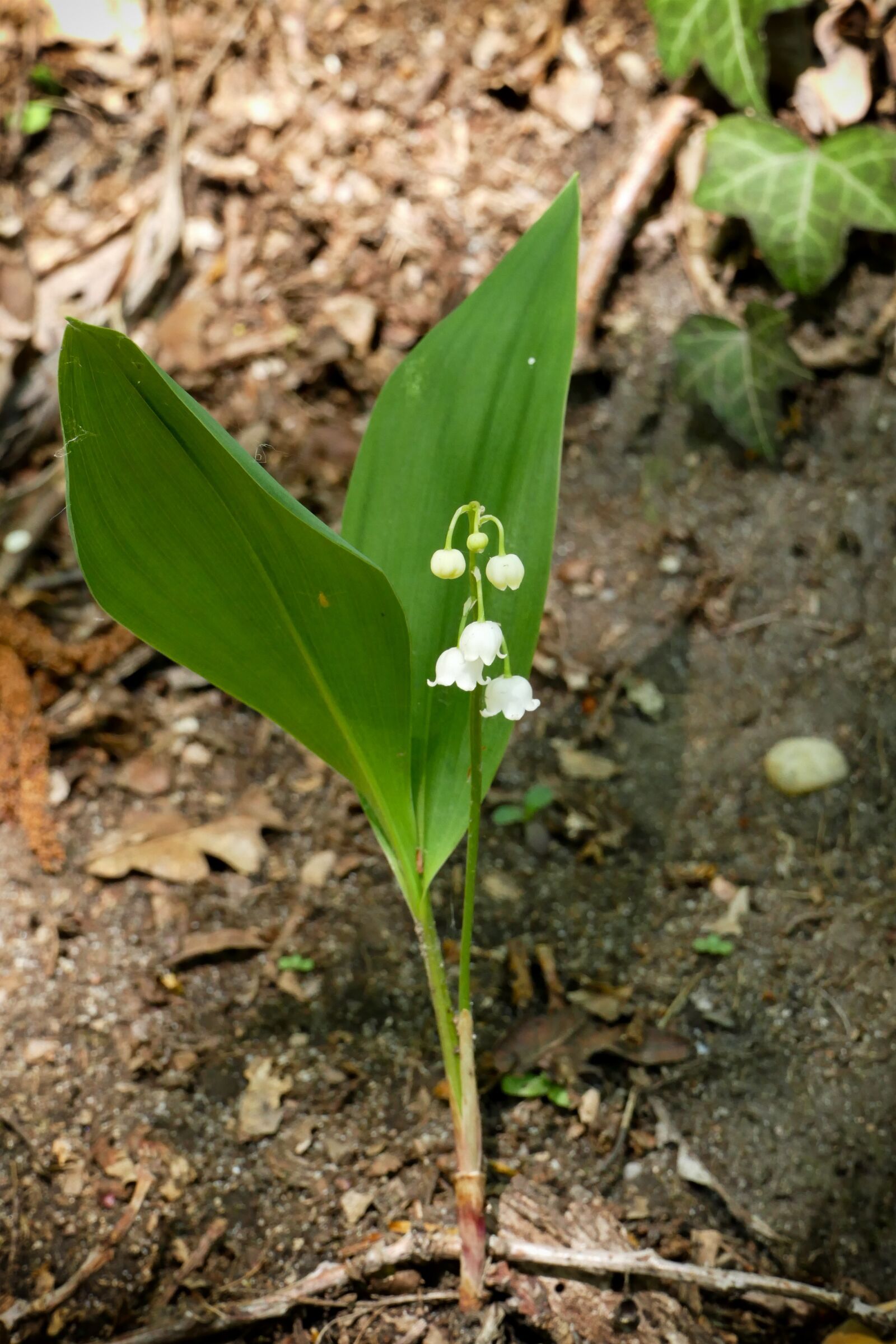 Panasonic Lumix DMC-FZ1000 sample photo. Lily of the valley photography