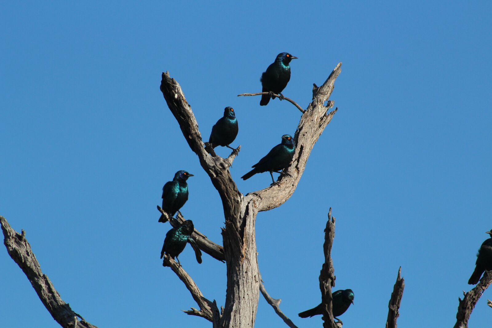 Canon EF 75-300mm f/4-5.6 sample photo. Bird, africa, safari photography