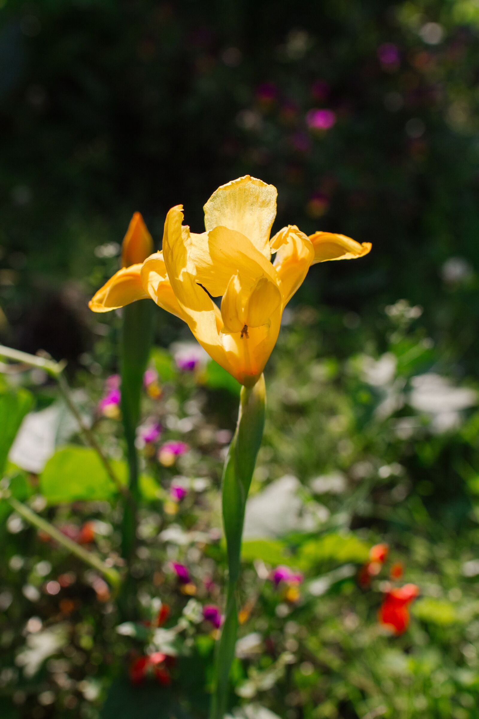Canon EOS 60D sample photo. Iris, flower, sunset photography