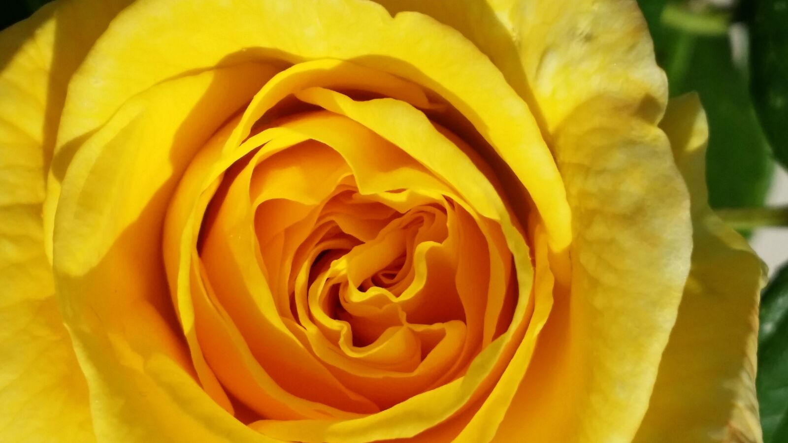 Samsung Galaxy S4 sample photo. Yellow rose, rose, flower photography