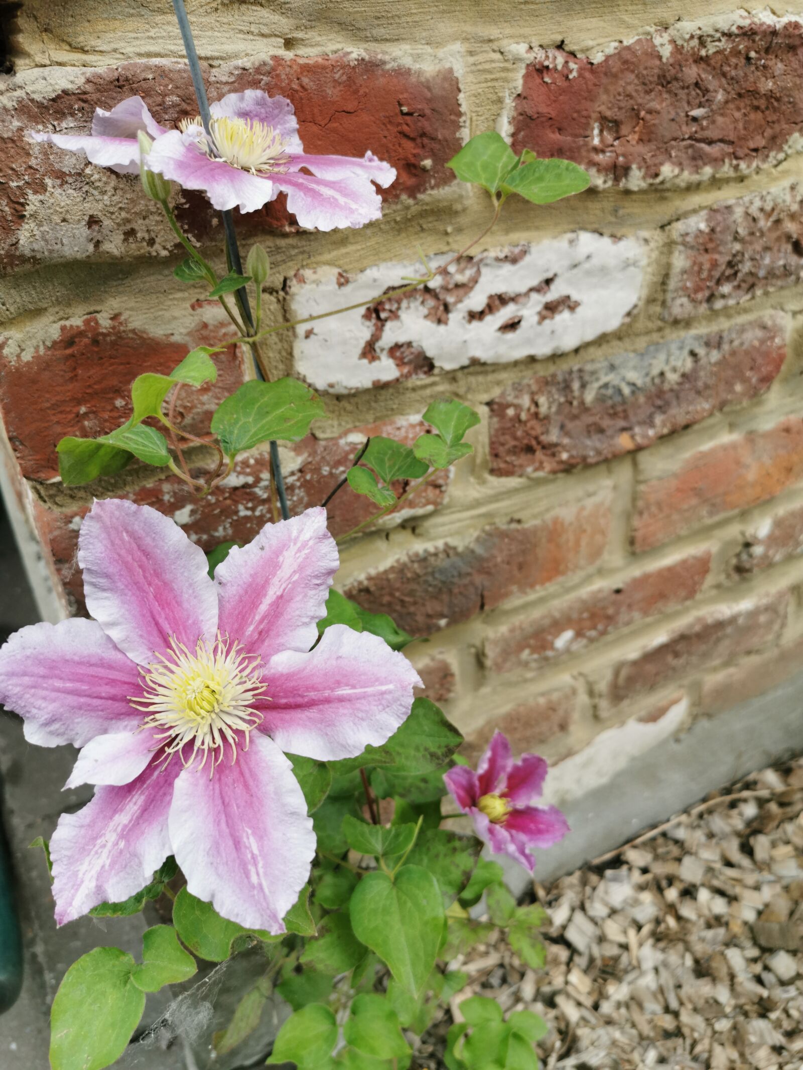 HUAWEI P30 sample photo. Clématite, fleur, nature photography