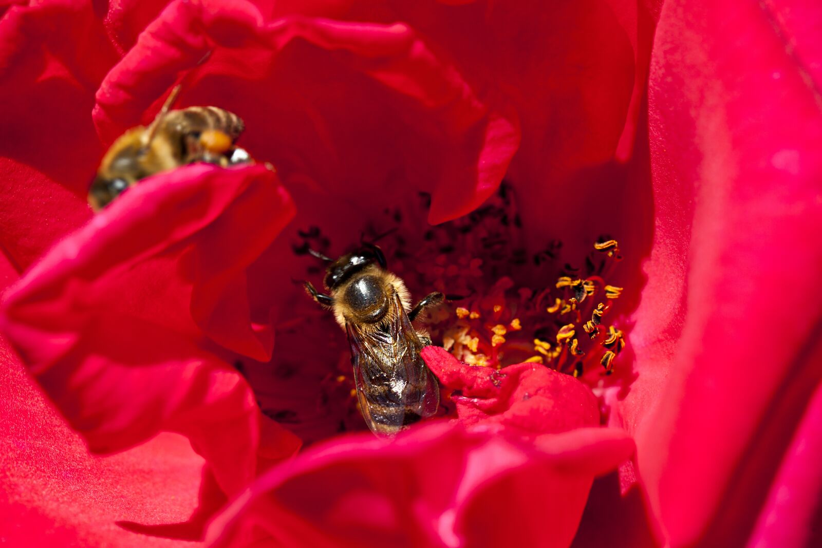 Canon EOS 5D Mark II + Canon EF 100mm F2.8L Macro IS USM sample photo. Bees, insects, flower photography
