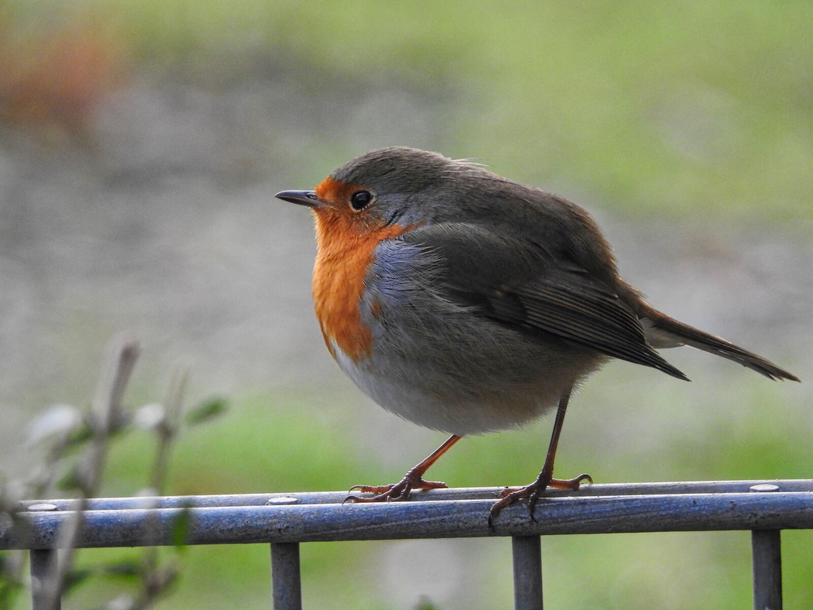 Nikon Coolpix P900 sample photo. Red goblets, bird, songbird photography